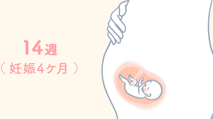 妊娠14週は何ヶ月？妊娠の進行状況を解説
