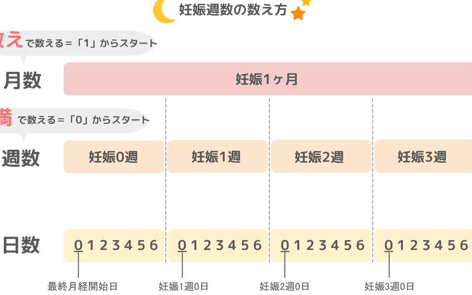 妊娠の正常な週数と各週の発育段階について