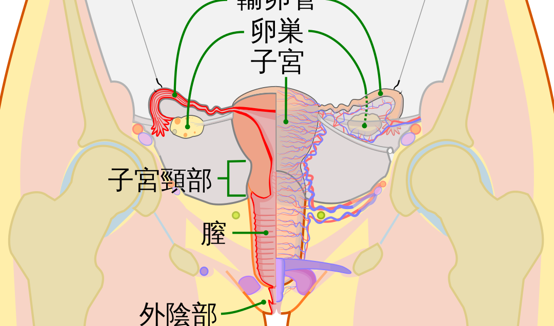 妊娠中の卵巣はどこにある？位置と役割を解説