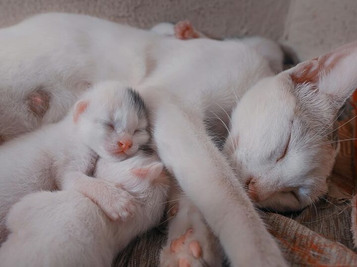 猫の妊娠期間はどのくらい？特徴とケア方法を解説